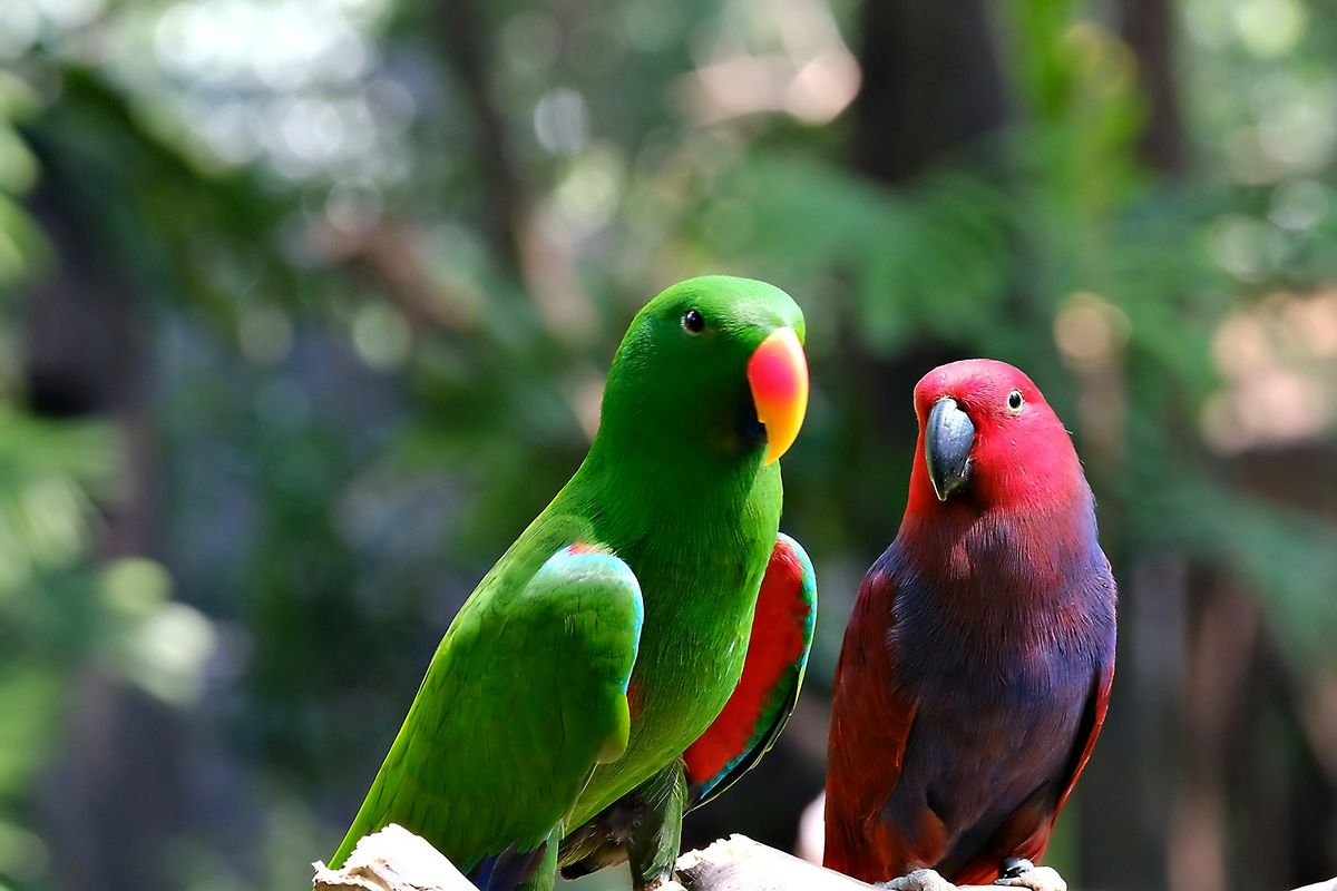 Eclectus Parrot